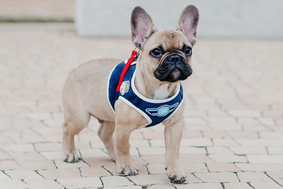 A small french bulldog wearing a Bowl&Bone Republic denim blue dog harness.