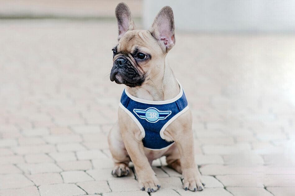 A small french bulldog wearing a Bowl&Bone Republic dog harness in DENIM navy.