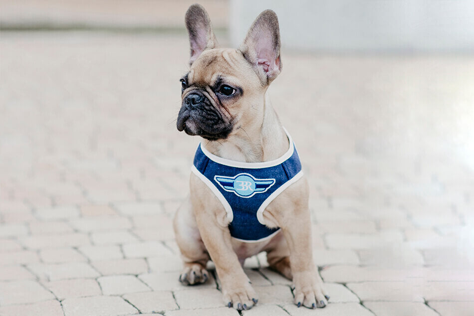 A small french bulldog wearing a Bowl&Bone Republic DENIM grey dog harness.