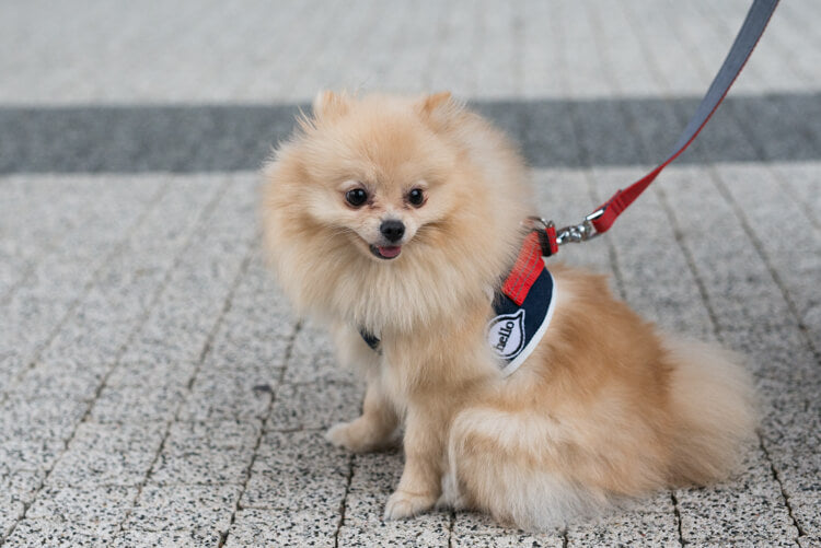 Bowlandbone dog harness DENIM navy by Bowl&Bone Republic on a leash.