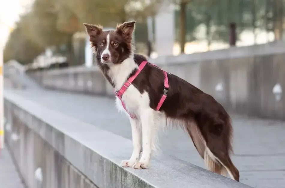 A black and white Bowlandbone dog harness BLOOM pink standing on a wall.