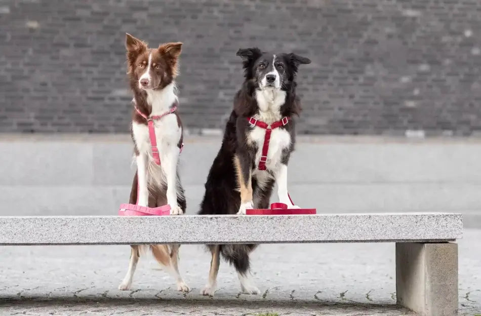 Two Bowlandbone dog harness BLOOM red standing on a bench in front of a building.