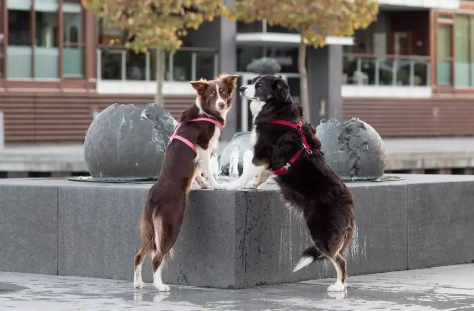 Two Bowlandbone dog harness BLOOM reds standing in front of a fountain.