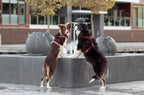Two Bowlandbone dog harness BLOOM reds standing in front of a fountain.