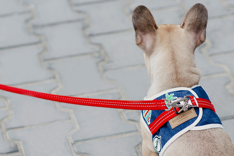 A small dog wearing a Bowl&Bone Republic dog harness in DENIM blue.