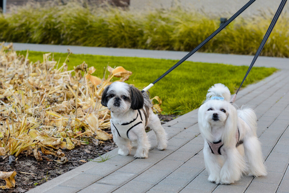 Two small dogs walking on a Bowl&Bone Republic dog harness.