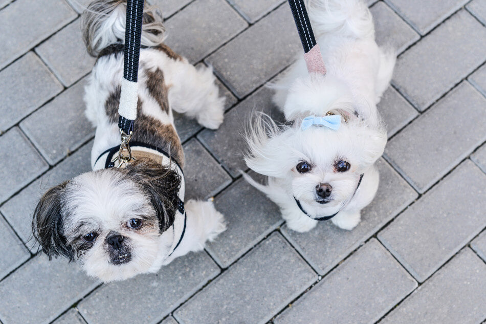Two small Bowl&Bone Republic dog harness SOHO rose on a leash.
