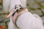 A small white dog wearing a stylish YETI grey Bowlandbone harness by Bowl&Bone Republic.