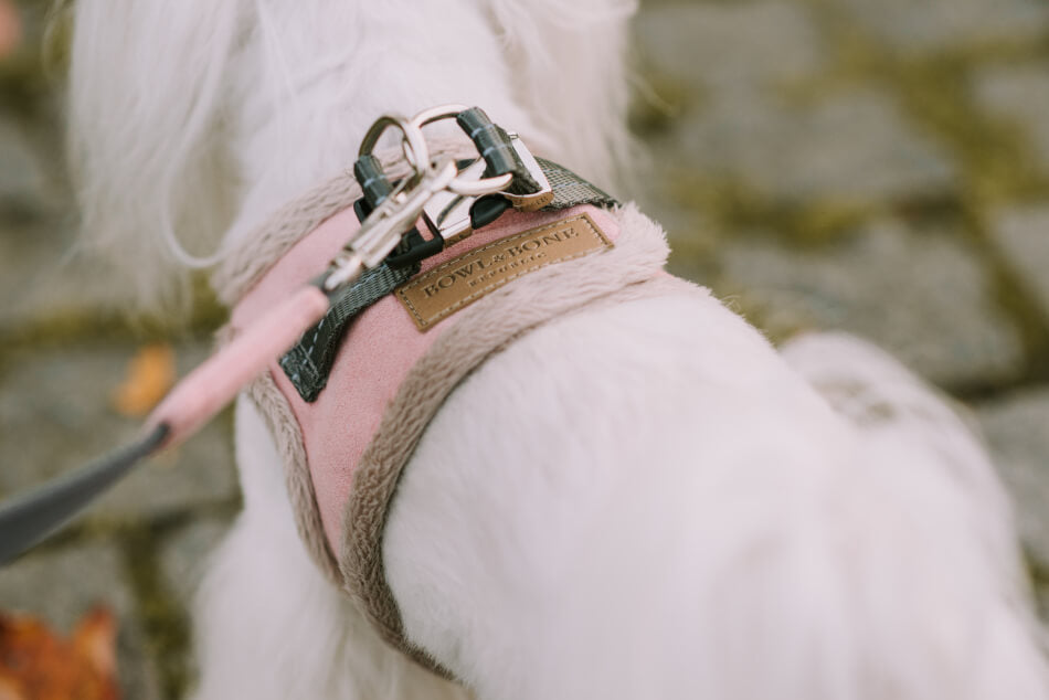 A small white dog wearing a Bowl&Bone YETI brown harness.