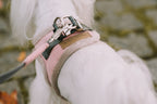 A small white dog wearing a YETI rose dog harness by Bowl&Bone Republic.