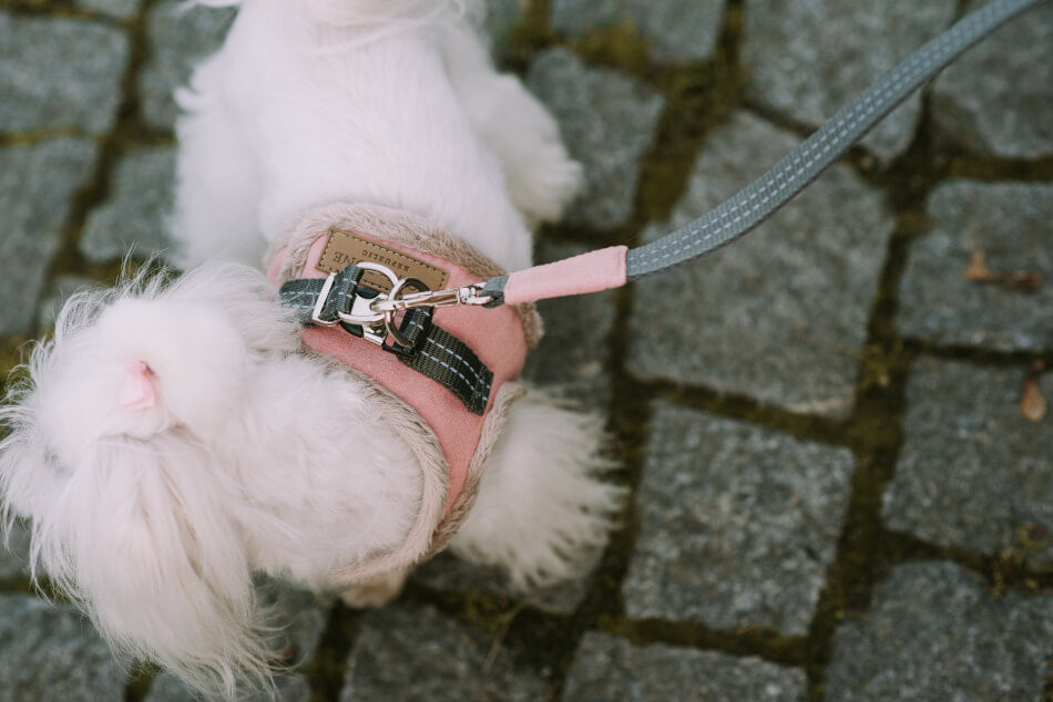 A small white dog wearing a pink Bowlandbone harness.
