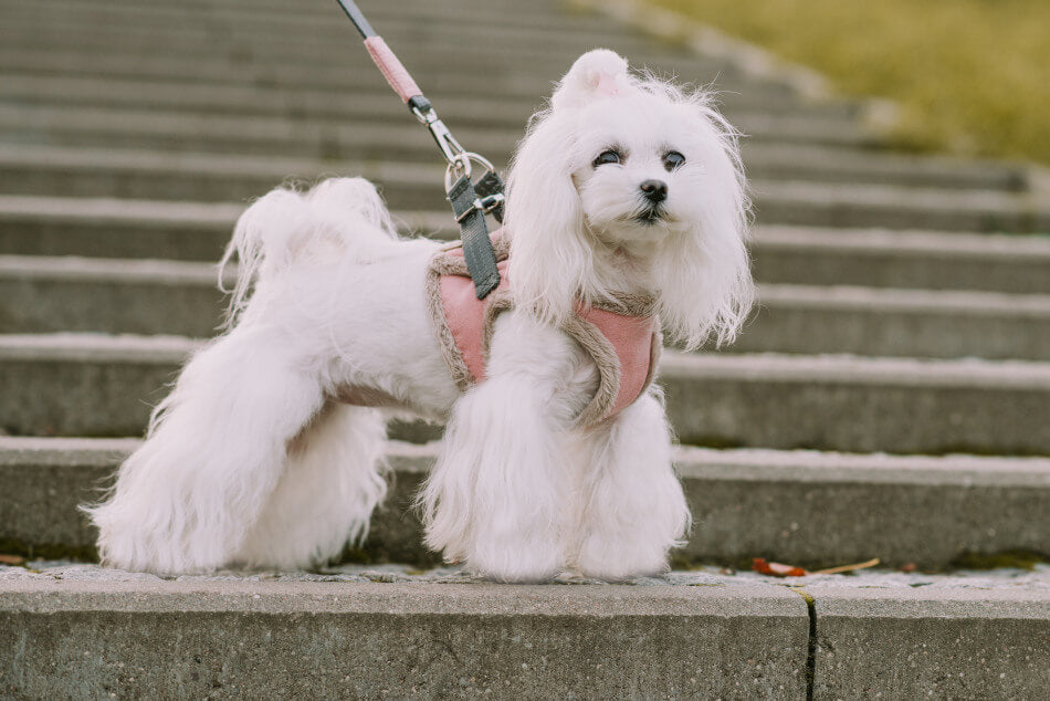 A small white dog on a rose Bowlandbone dog harness YETI standing on steps.