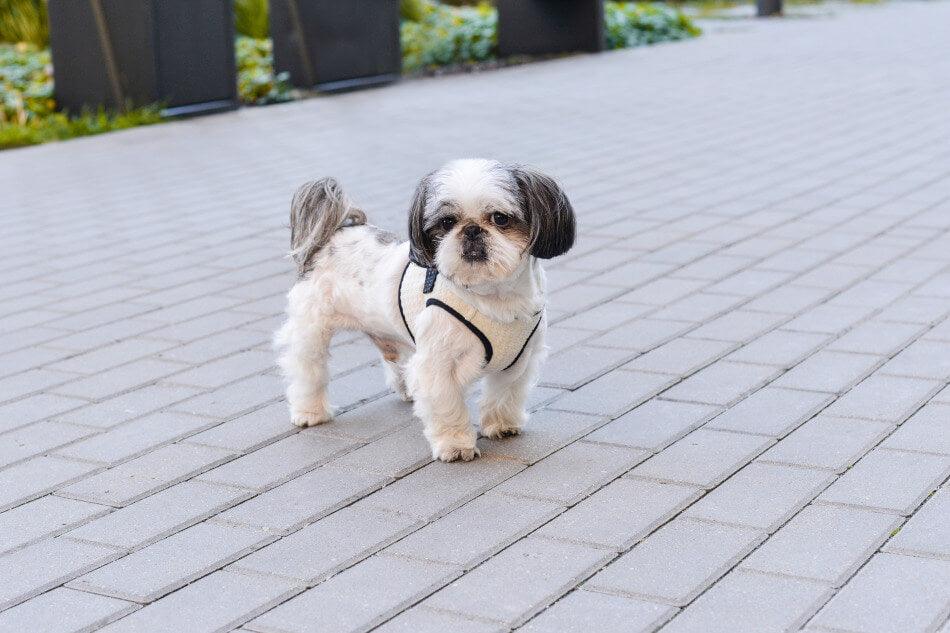 A small white dog wearing a Bowl&Bone Republic dog harness standing on a brick walkway.