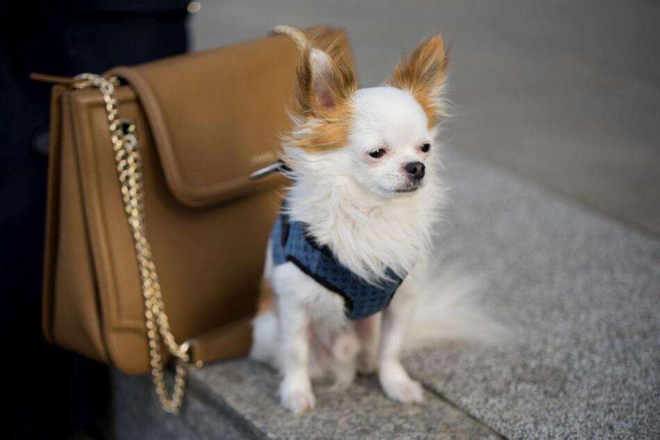 A chihuahua wearing a Bowl&Bone Republic harness and carrying a bag.