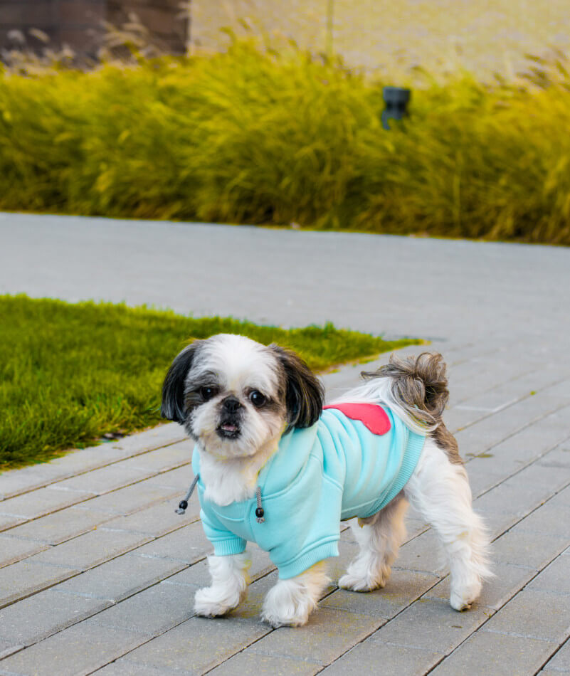 A small dog in a blue shirt standing on a sidewalk, wearing a Bowl&Bone Republic hoodie.