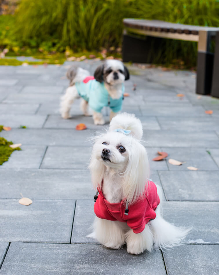Two small white Bowl&Bone Republic dogs wearing pink and blue dog hoodies.