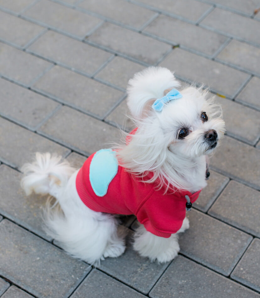 A small white dog wearing a red Bowl&Bone Republic dog hoodie.