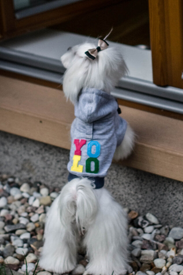 A small white Bowlandbone dog hoodie LOVE grey looking out the window.