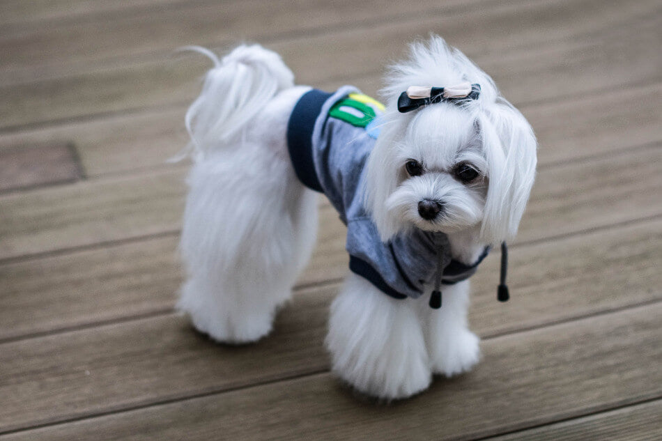 A small white dog wearing a Bowl&Bone Republic dog hoodie LOVE grey on a wooden deck.