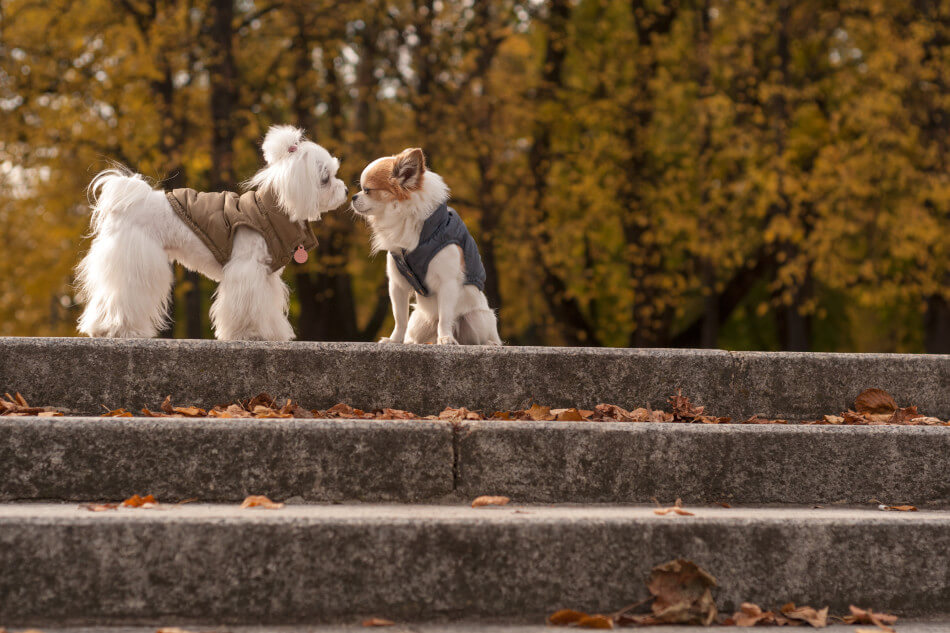 Two white Bowl&Bone Republic dog jackets standing on steps in the park.