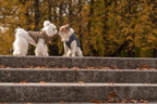 Two white Bowl&Bone Republic dog jackets standing on steps in the park.