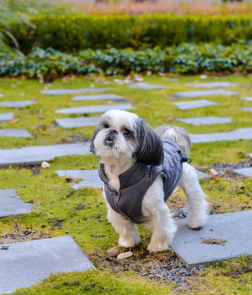 Shih tzu wearing a dog jacket by Bowl&Bone Republic in a garden.