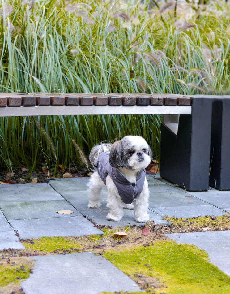 A small dog wearing a red Bowlandbone dog jacket standing next to a bench.