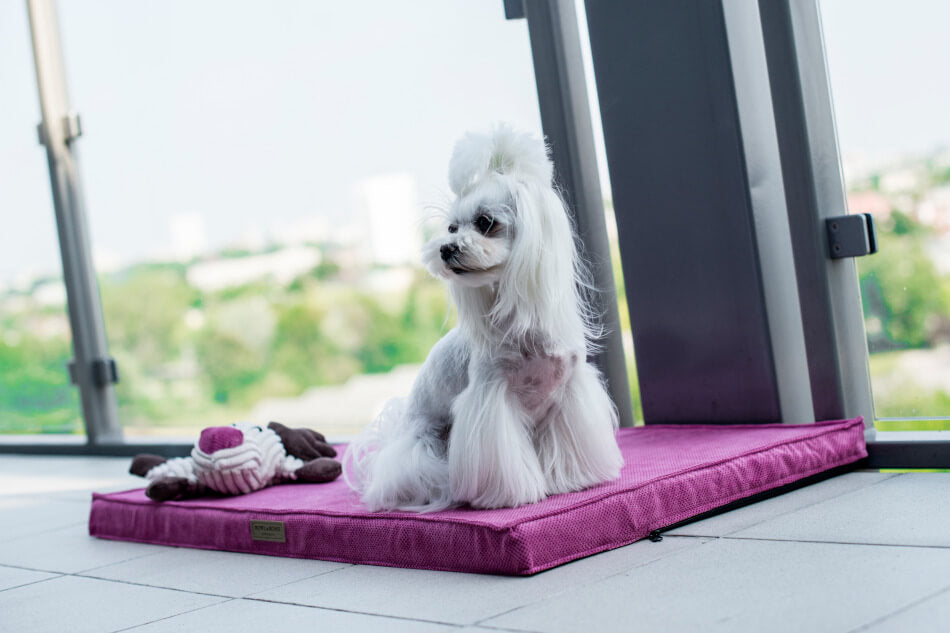 A small white dog sitting on a pink Bowlandbone Republic dog bed.