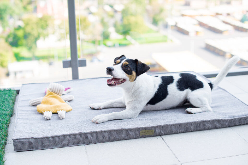 A dog laying on a Bowl&Bone Republic pet bed with a stuffed animal.