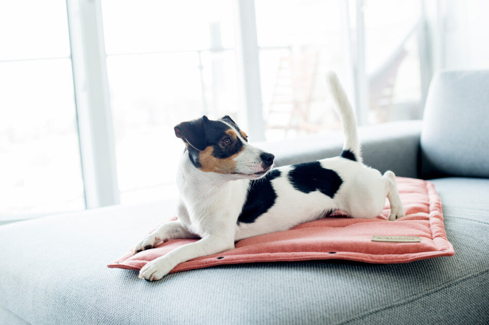 A black and white Bowl&Bone Republic dog mat LOFT coral laying on a pink pillow.