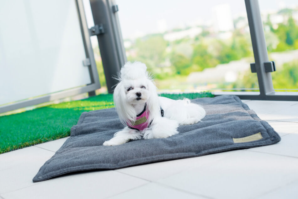 A small white dog sitting on a Bowlandbone Republic dog mat LOFT grey.