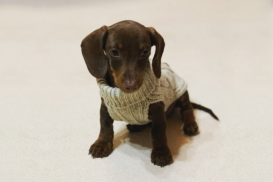 A brown and white dachshund wearing a Bowlandbone Republic dog sweater.