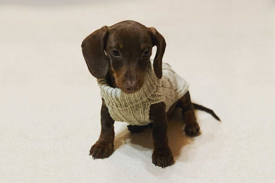 A dachshund wearing a Bowl&Bone ASPEN red dog sweater.