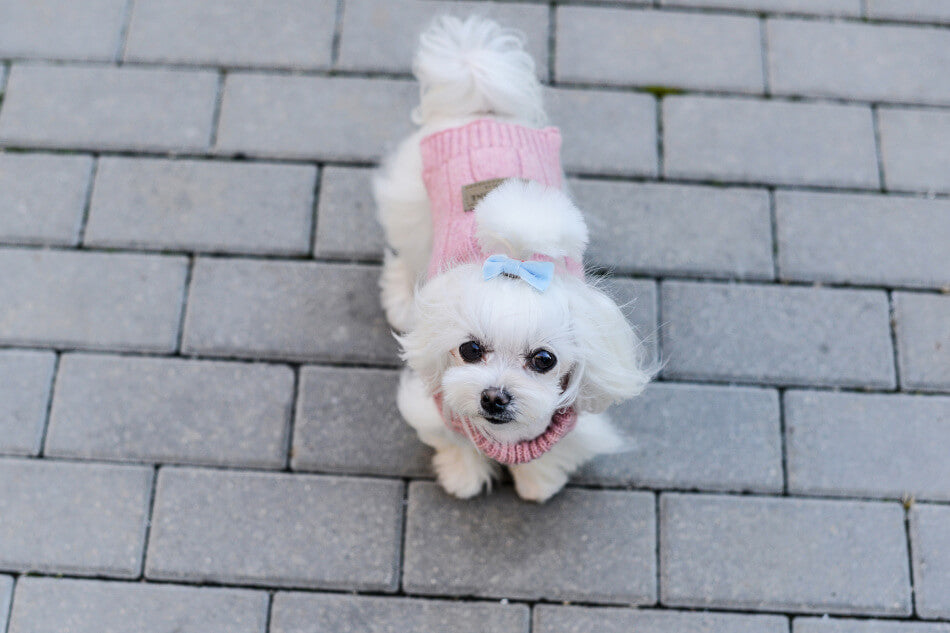 A small white dog wearing a pink sweater by Bowl&Bone Republic.