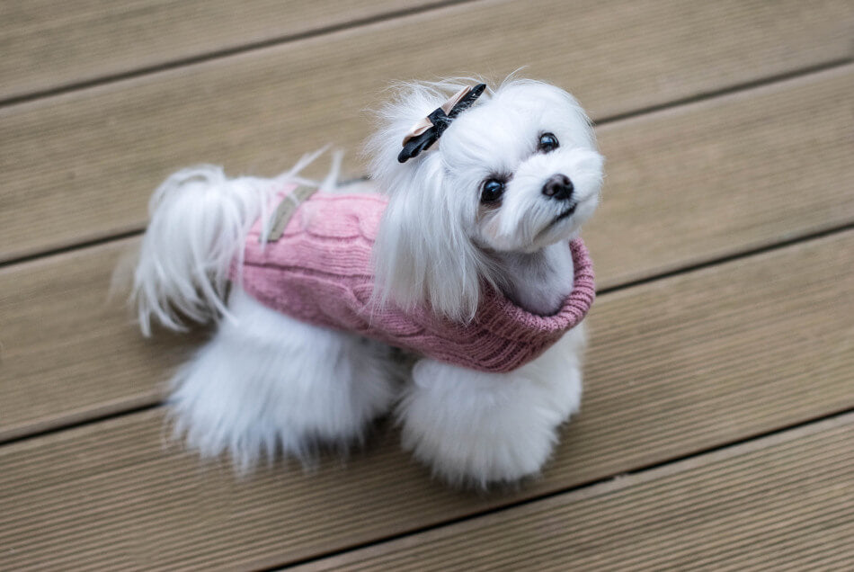 A small white dog wearing a pink Bowlandbone sweater.