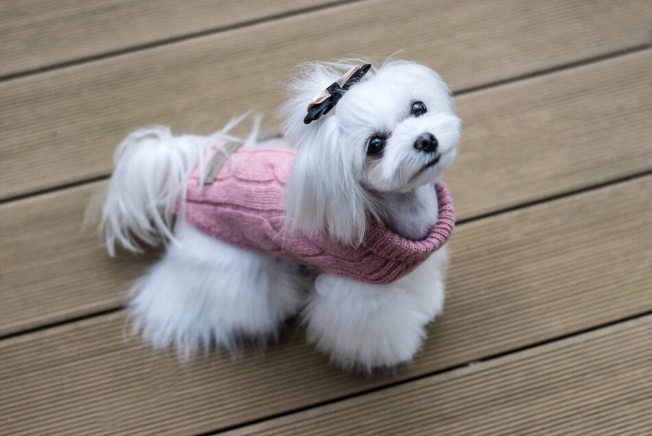 A small white dog wearing a Bowl&Bone Republic navy dog sweater.