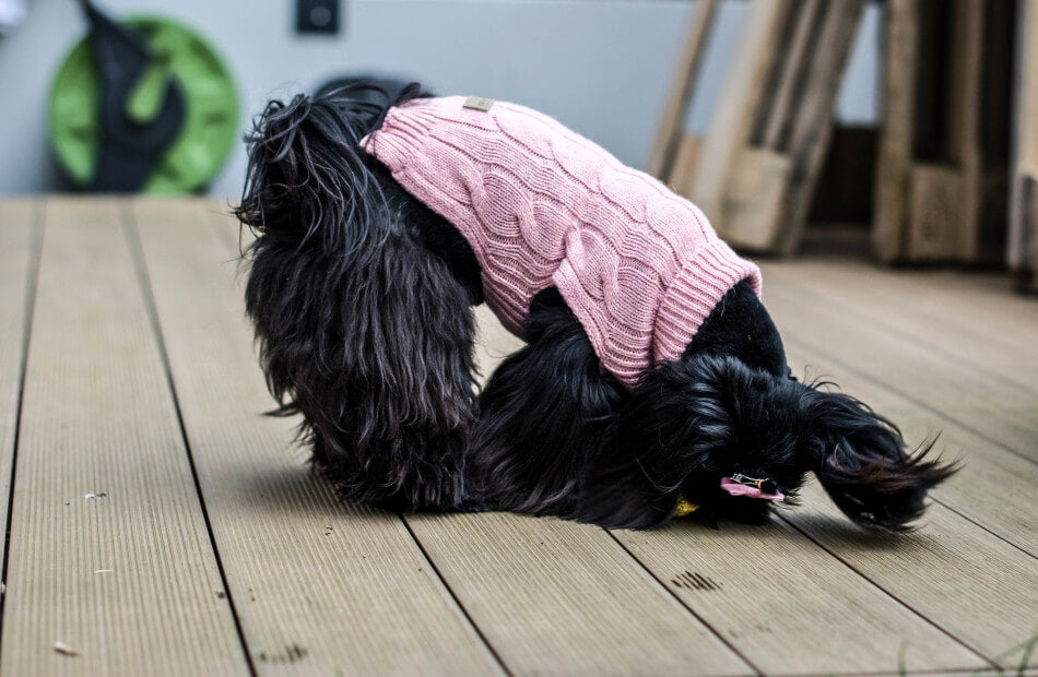 A black dog wearing a pink Bowl&Bone Republic navy sweater on a wooden deck.