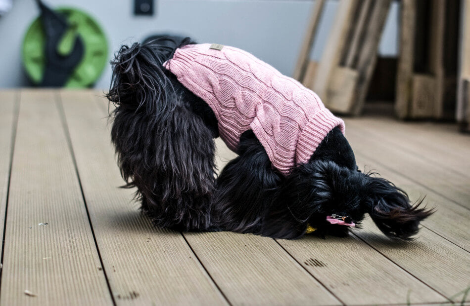 A black dog wearing a pink Bowl&Bone Republic dog sweater on a wooden deck.