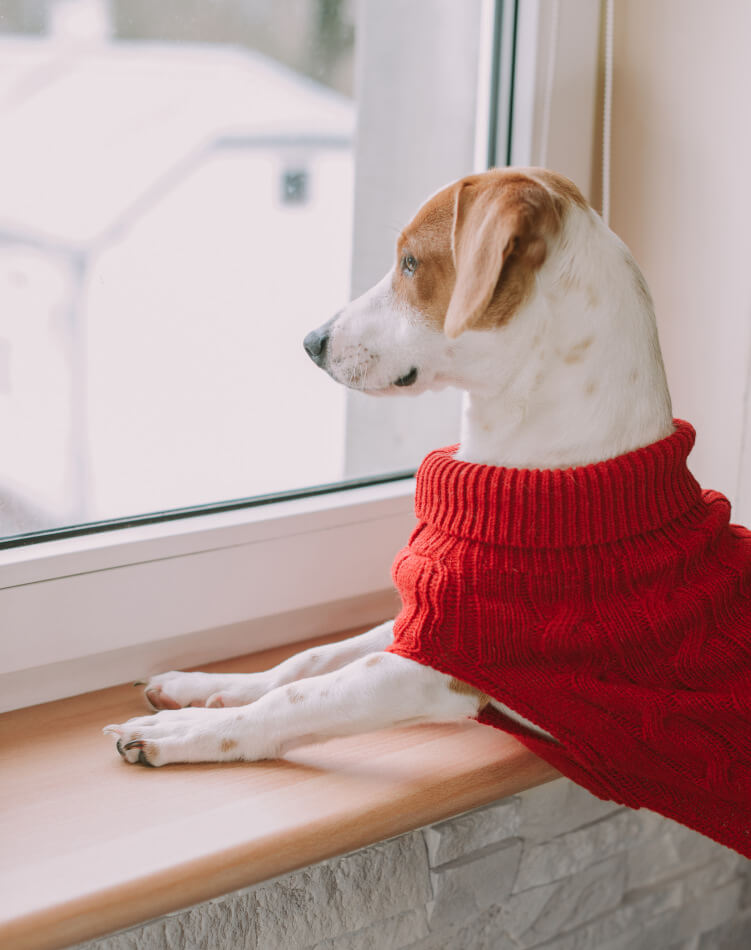 A Bowl&Bone Republic dog sweater ASPEN ecru wearing a red sweater sitting on a window sill.