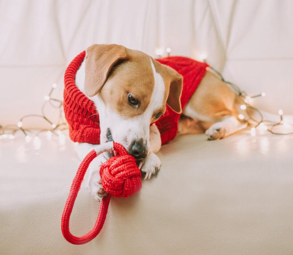 A dog wearing a red sweater playing with a Bowlandbone REPUBLIC yellow rope toy.