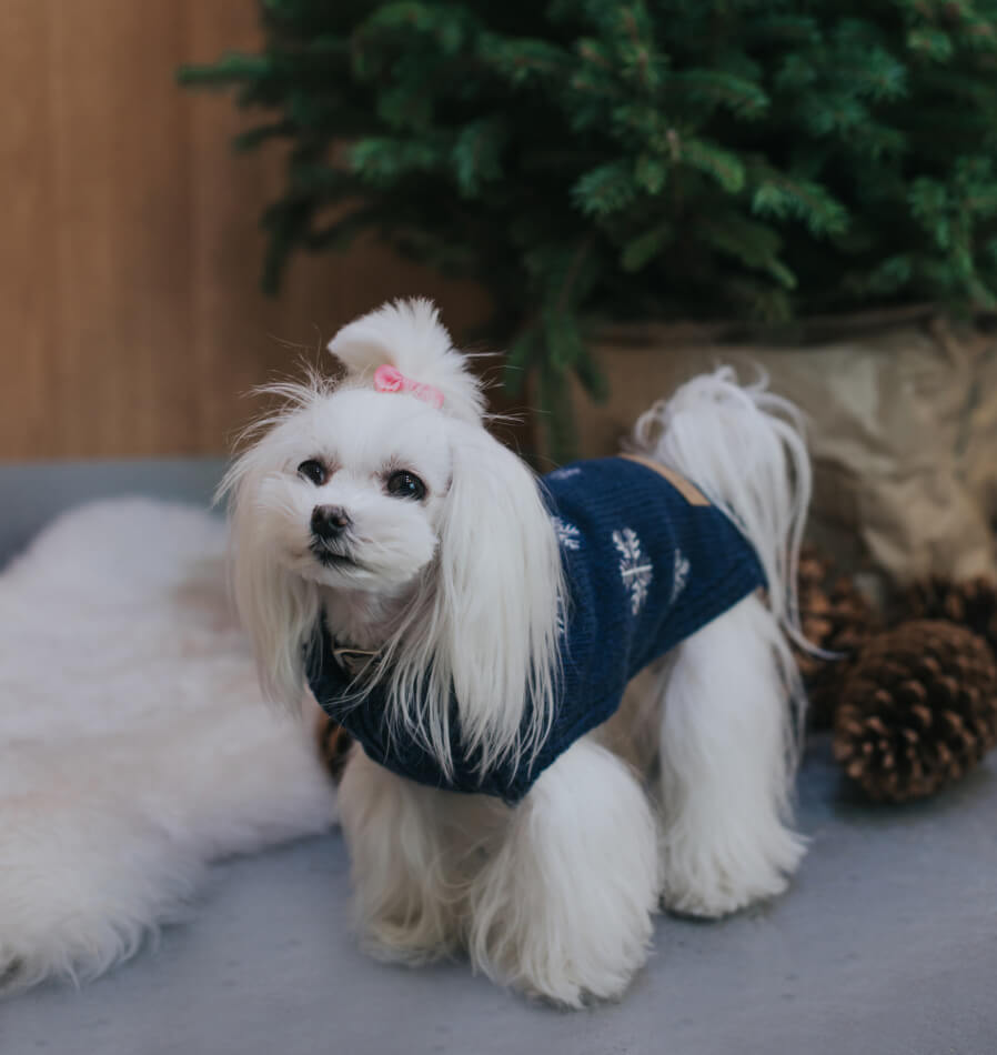 A small white dog wearing a Bowlandbone sweater in front of a Christmas tree.