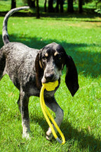 A black and white dog with a yellow Bowl&Bone Republic toy BULLET blue in its mouth.