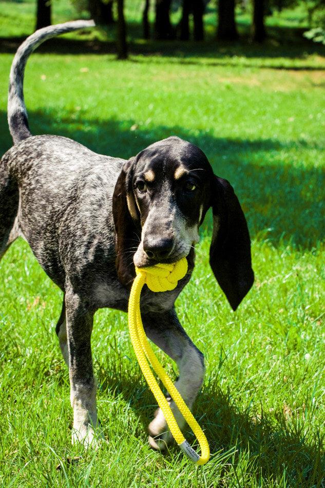 A black and white dog with a yellow Bowl&Bone Republic dog toy BULLET in its mouth.