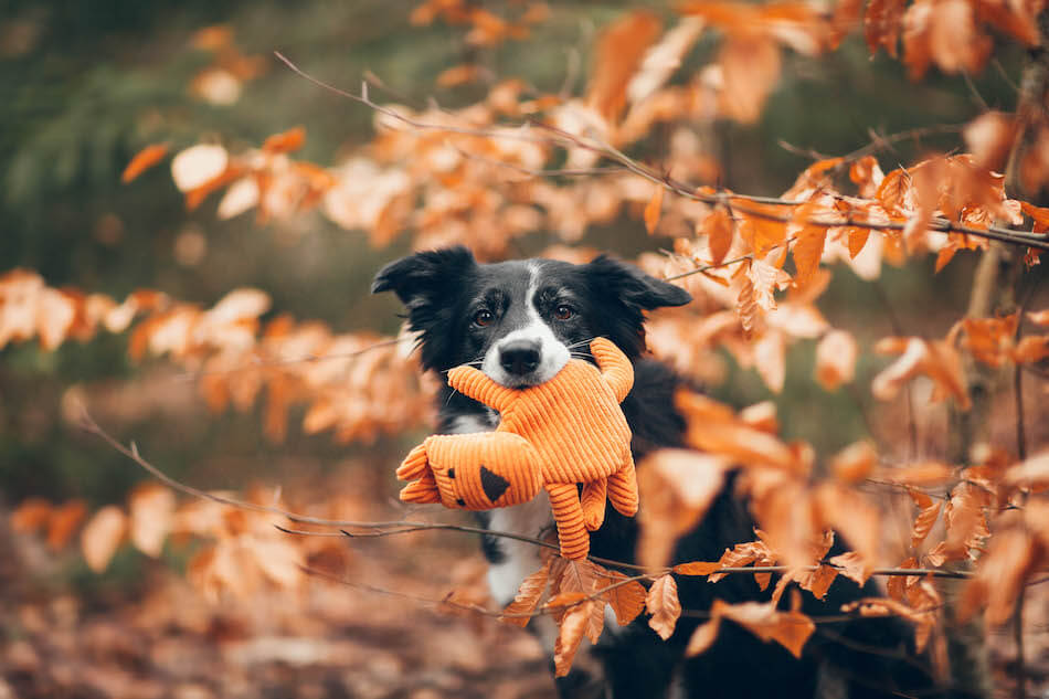 A black and white dog holding an orange Bowlandbone dog toy DEX in the woods.