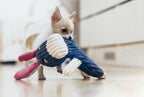 Chihuahua puppy playing with a Bowl&Bone Republic dog toy DUMBO on the floor.