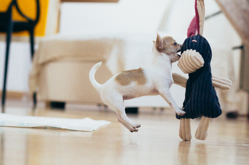 A chihuahua puppy playing with a Bowl&Bone Republic dog toy DEX.