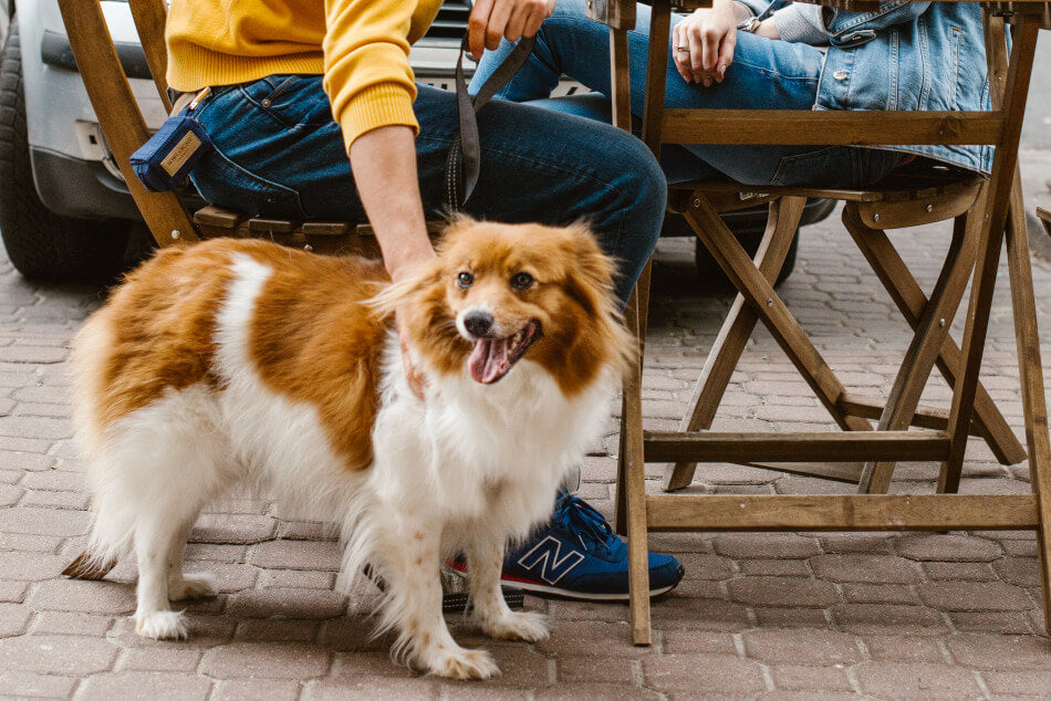 A woman and her dog sitting at a table with the Bowl&Bone Republic beige dog waste bag holder MINI.