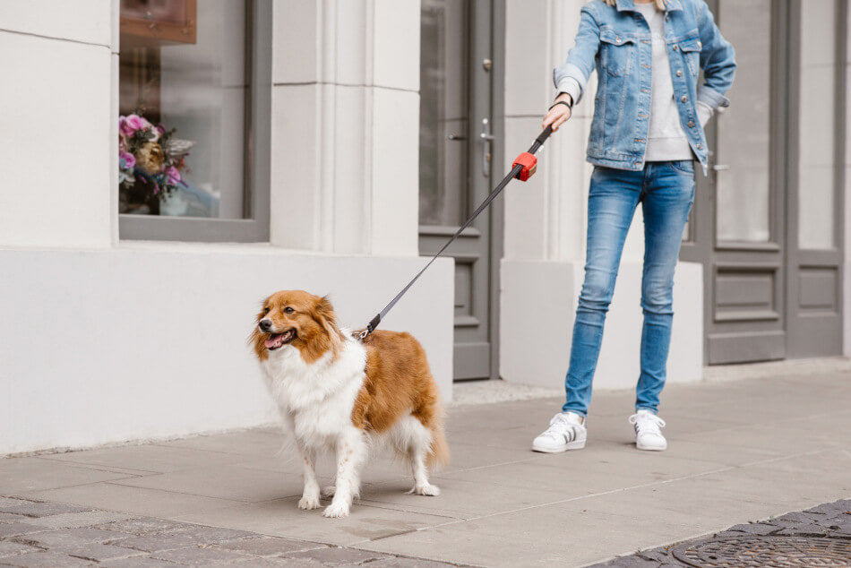 A woman walking her [Bowlandbone] dog waste bag holder MINI beige on a leash by Bowl&Bone Republic.